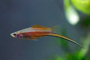 Що вони виглядають і де риби мечів з'явилися першими? Що вони виглядають і де риби мечів з'явилися першими?